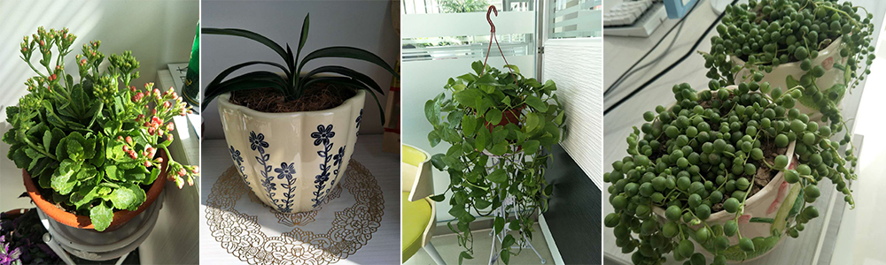 華能中天辦公室植物